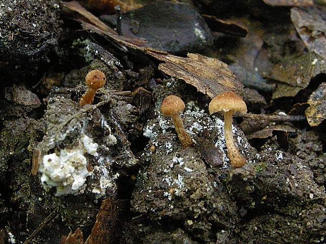 La grande siccita''....ma qui i funghi spuntano lo stesso !